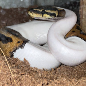 Meet your Posher, Larry